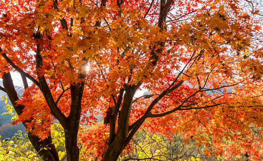 Autumn leaves in the forest.