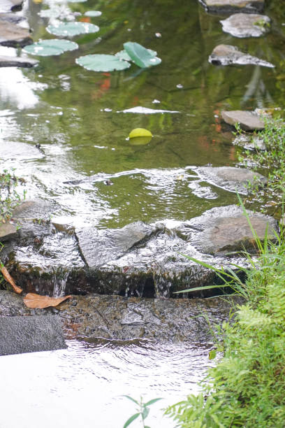 istock A small river flows between the rocks with lotus leaves floating in the background 1442070183