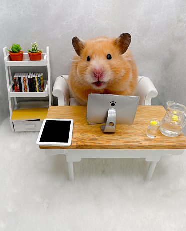 Golden hamster working at a desk with a computer in a grey and white office