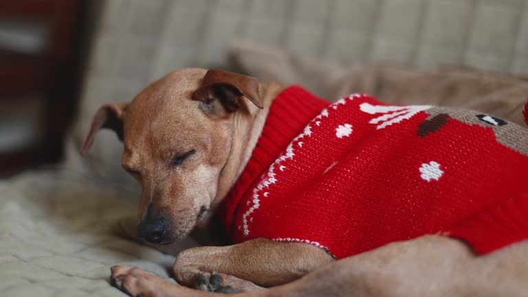 A purebred miniature pinscher in a red Christmas sweater sleeps on a sofa