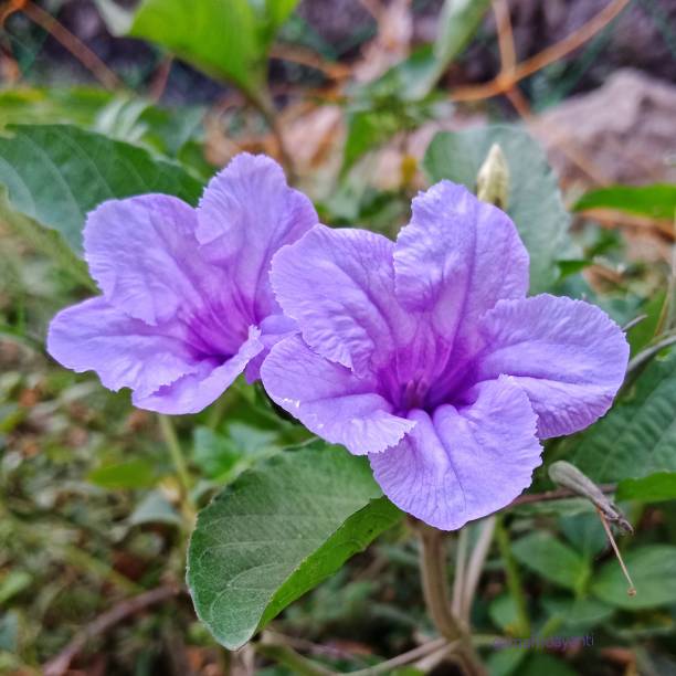 istock Kanca purple flowers. 1442072076