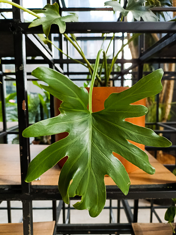 Thaumatophyllum bipinnatifidum is a classic houseplant with split leaves.