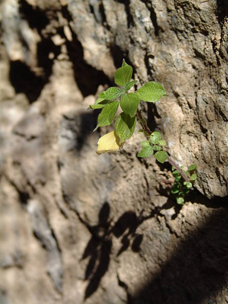 solitude green - meagerly photos et images de collection