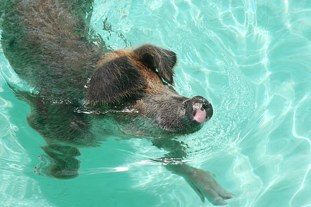 Swimming pig in Bahamas stock photo