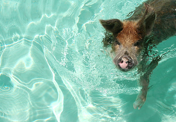 Swimming pig in Bahamas stock photo