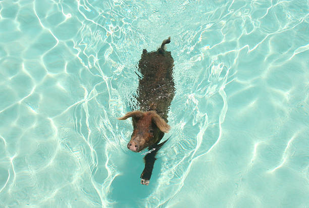 Swimming pig in Bahamas stock photo