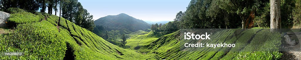 Vista panorâmica da highland plantação de chá. - Foto de stock de Agricultura royalty-free