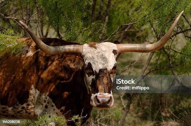 Foto de Longhorn Em Mesquite Thicket e mais fotos de stock de Algarobeira - Algarobeira, Cornudo, Estados da Costa do Golfo