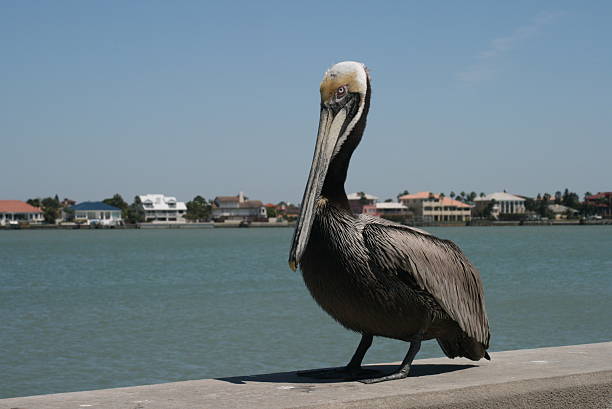 istock Brown Pelican on Seawall 144208057