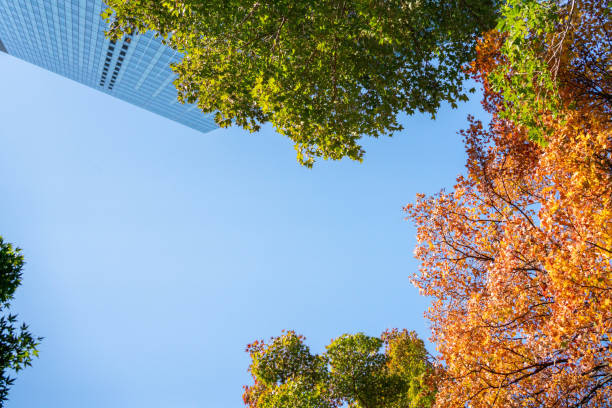 Green and Skyscraper' contract in Autumn season at Osaki, Shinagawa, Tokyo JAPAN
