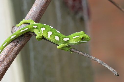 New Zealand Green Gecko