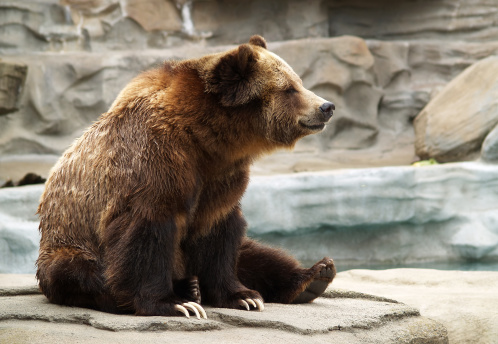 a grizzly bear sitting on a rock formation at the zoo