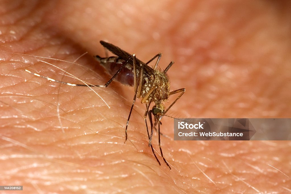 mosquito biting mosquito sucking blood on human Mosquito Bite Stock Photo