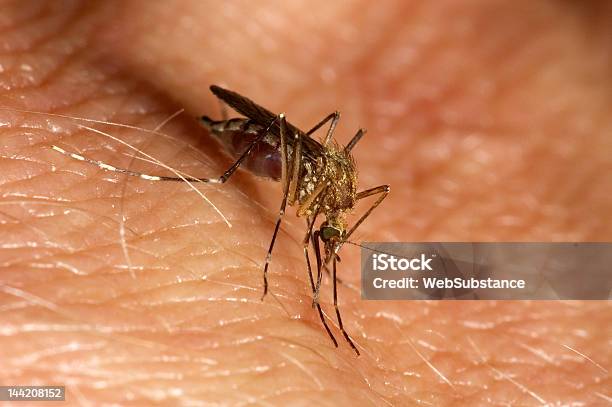 Mosquito Biting Stock Photo - Download Image Now - Mosquito Bite, Animal Blood, Animal Body Part