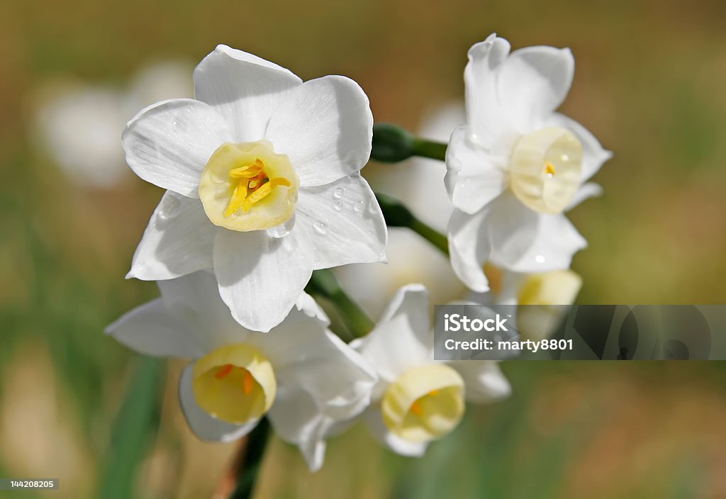 Jonquil Flowers Beautiful bunch of daffodils or jonquils shortly after rainfall. Beauty In Nature Stock Photo