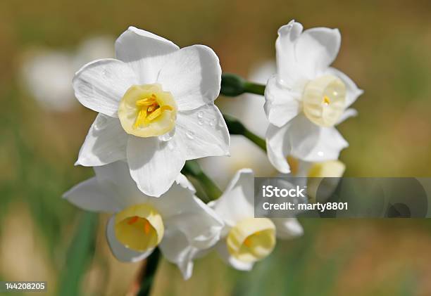 Jonquil Flowers Stock Photo - Download Image Now - Beauty In Nature, Botany, Daffodil