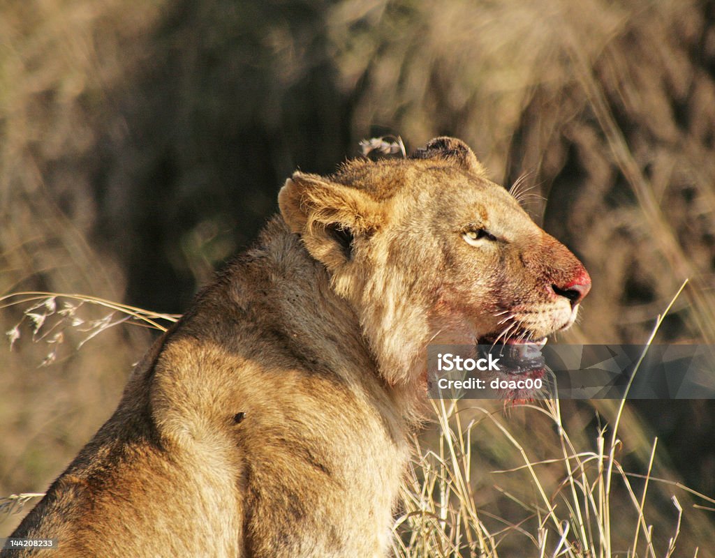 Lion 새끼 in 마시 마라 식사 후 - 로열티 프리 0명 스톡 사진