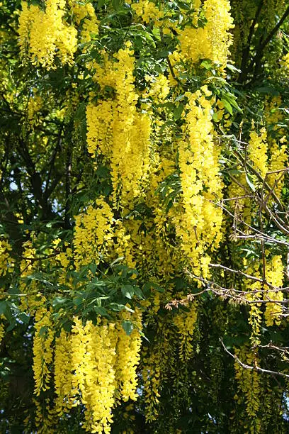 Beautiful Laburnum in blossom during May month in Sweden