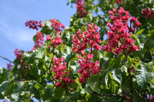 Red Horse-chestnut in blossom during May month in Sweden