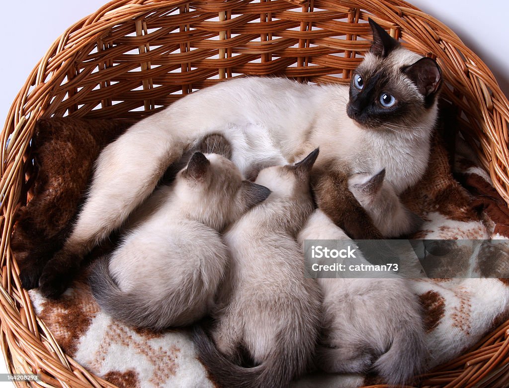 Masya 1 siamese cat with small kittens Animal Stock Photo