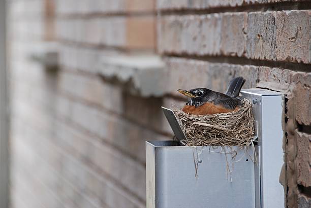 robin sur le nid - nid doiseau photos et images de collection