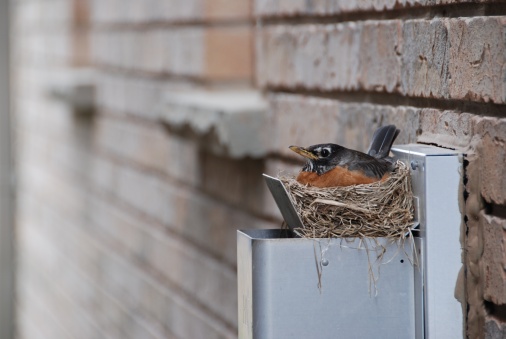 american robin on its nest at the side of a house