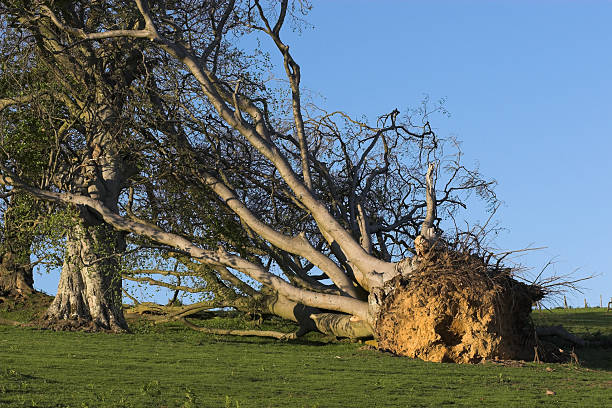 fallen tree stock photo