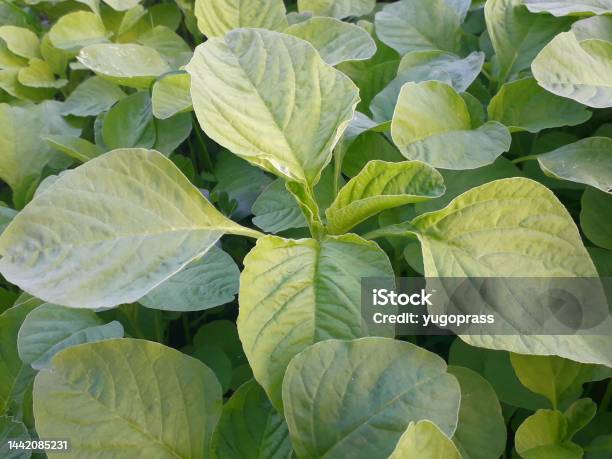 Southeast Asia Spinach Stock Photo - Download Image Now - Backgrounds