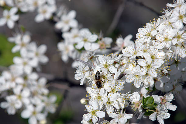 istock Honey bee and flowers 144208666