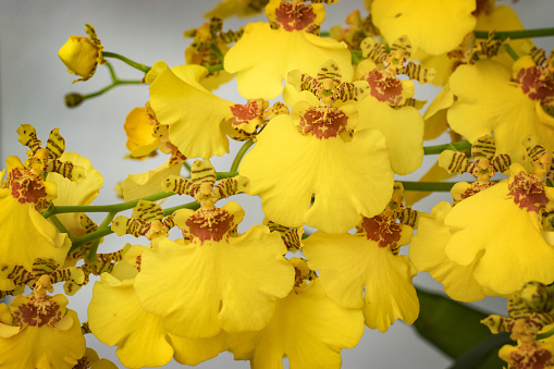 Oncidium Sweet Sugar. Closeup of the Oncidium varicosum orchid.