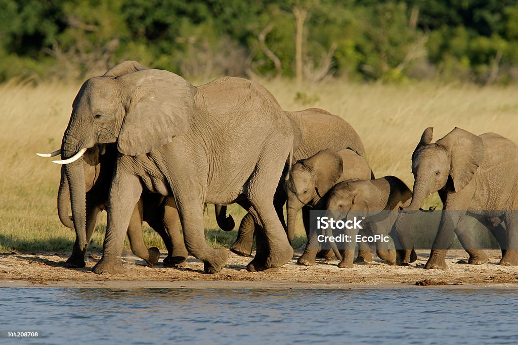 Elefantes africanos - Royalty-free Animal Foto de stock