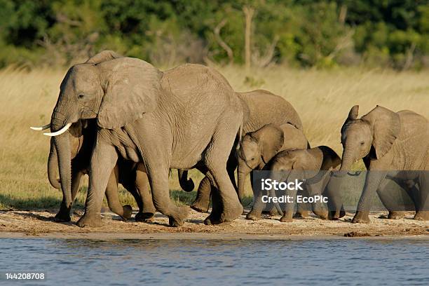 Elefantes Africanos - Fotografias de stock e mais imagens de Animal - Animal, Animal de Safari, Animal em via de extinção