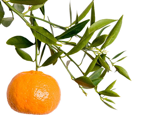 Mandarin branch stock photo