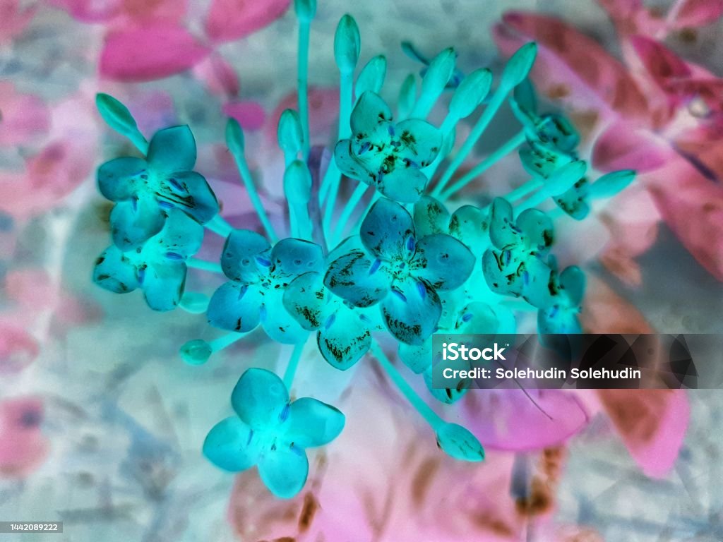 Negative Effects Of Photos On Flowers Stock Photo Download Image Now negative-effects-of-photos-on-flowers-stock-photo-download-image-now