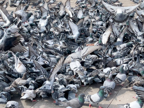 istock pigeons gather to eat wheat and create a peaceful image 1442089682