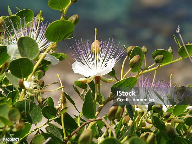 Foto de Wild Alcaparracapparis Spinosa e mais fotos de stock de Alcaparra - Alcaparra, Flora, Malta