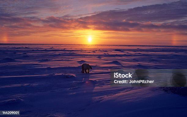 Oso Polar Ártico Al Atardecer Otros Ver En Mi Portfoliolightbox Foto de stock y más banco de imágenes de Oso polar