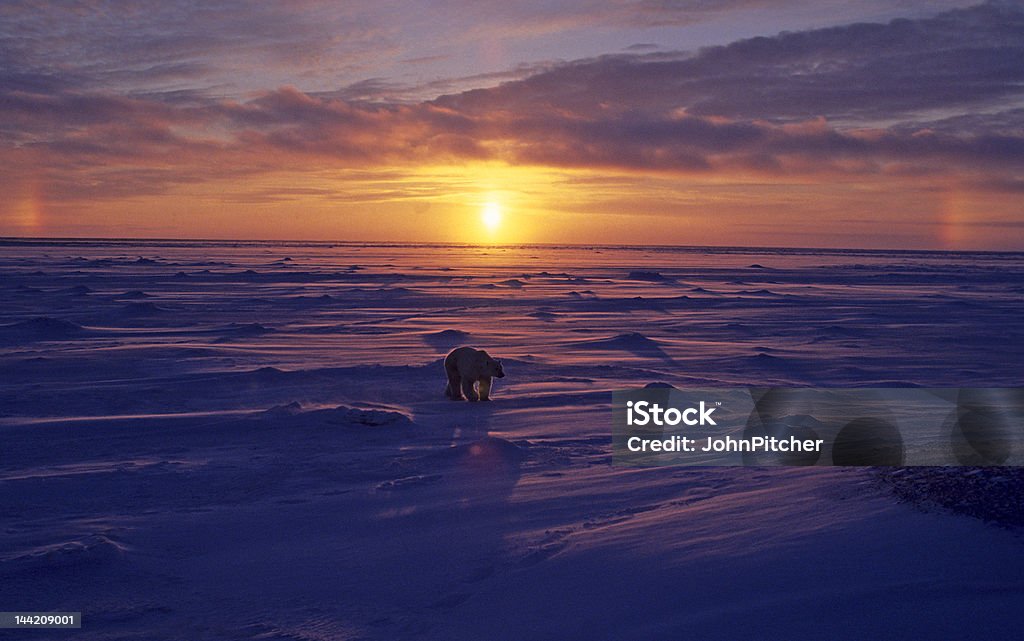 Ours polaire arctique au coucher du soleil. (Voir d'autres, dans mon portefeuille/visionneuse - Photo de Ours polaire libre de droits