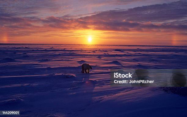 Photo libre de droit de Ours Polaire Arctique Au Coucher Du Soleil Voir Dautres Dans Mon Portefeuille Visionneuse banque d'images et plus d'images libres de droit de Ours polaire