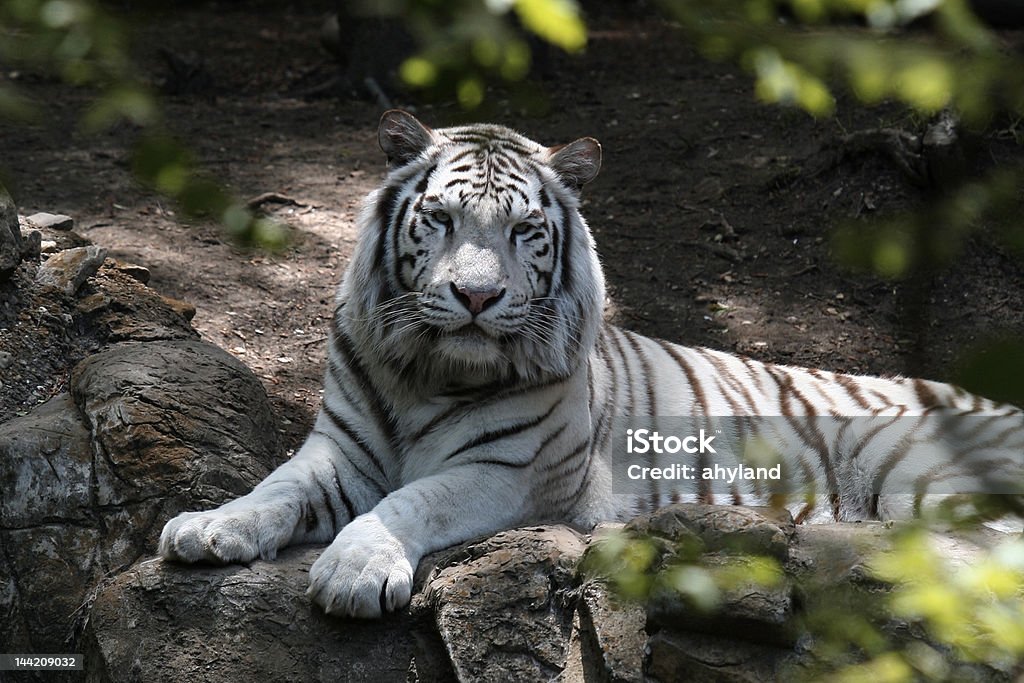 Adulte Tigre blanc - Photo de Tigre blanc libre de droits