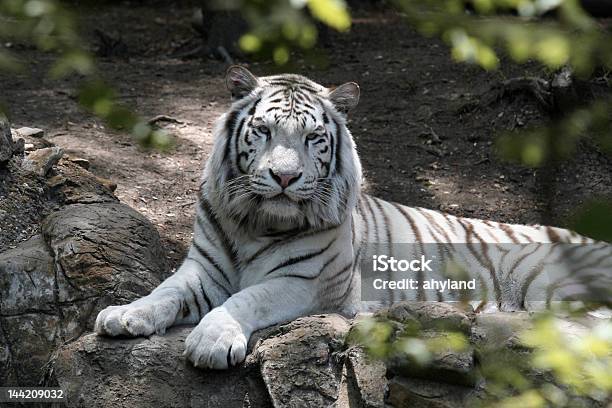 Photo libre de droit de Adulte Tigre Blanc banque d'images et plus d'images libres de droit de Tigre blanc - Tigre blanc, Adulte, Animaux en captivité