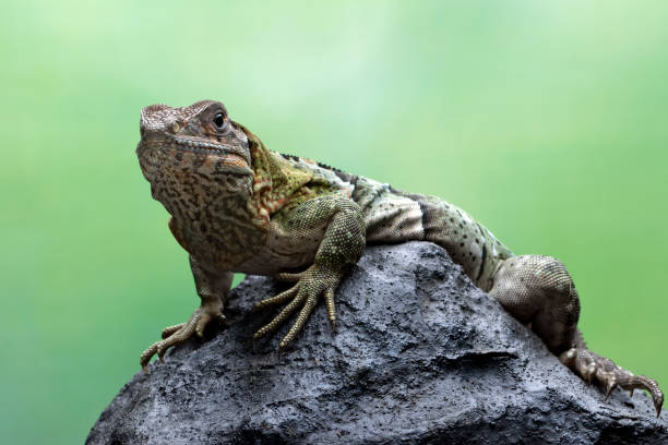 istock Ctenosaura similis Closeup on stone with isolated background 1442090360
