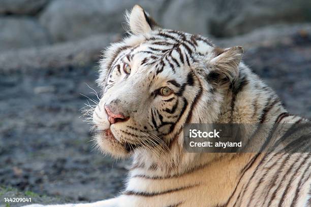 White Tiger 2 Stock Photo - Download Image Now - Adult, Close-up, Horizontal