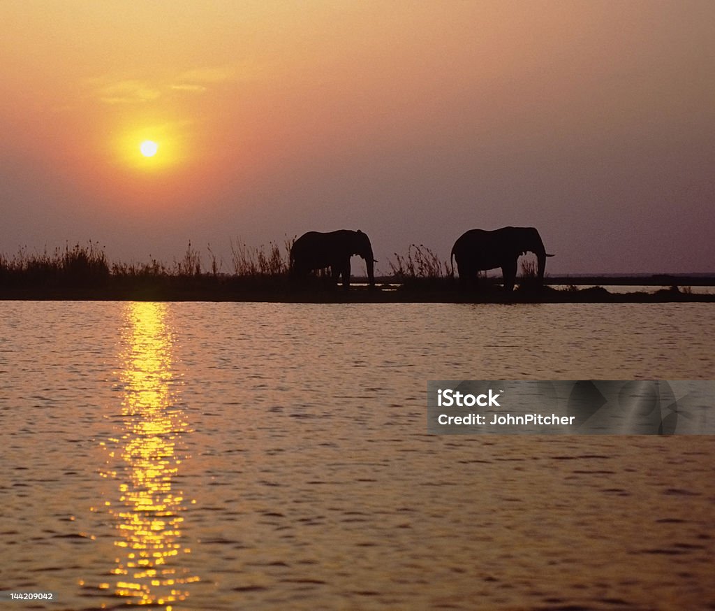 Africa-elephants at sunset Elephants backlit by the setting sun.Photographed on the Chobe River in Botswana. Africa Stock Photo