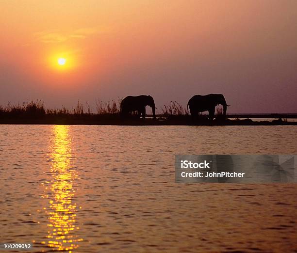 Africaelephants At Sunset Stock Photo - Download Image Now - Africa, African Elephant, Animal