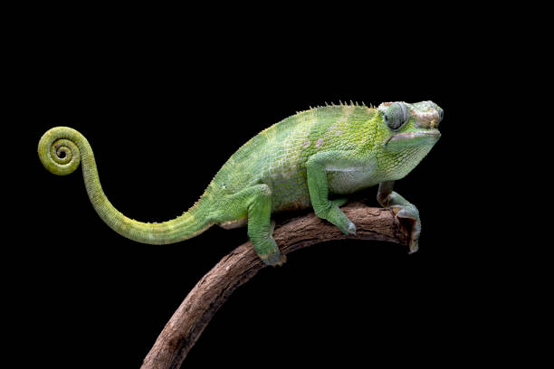 istock Female Chameleon fischer closeup on tree 1442090584