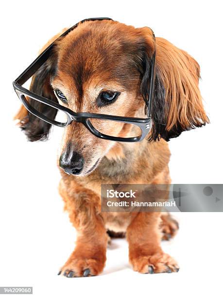Smart Cachorro Foto de stock y más banco de imágenes de Amistad - Amistad, Animal, Aprender