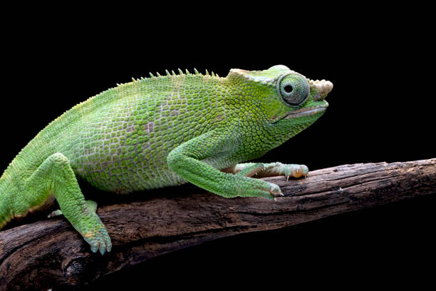 istock Female Chameleon fischer closeup on tree 1442090601