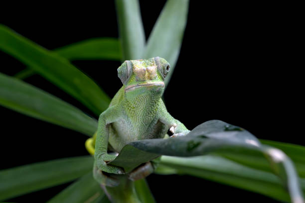 Female Chameleon fischer closeup on tree stock photo
