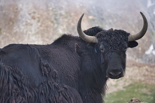 black animal on brown grass field during daytime photo – Free Animal Image  on Unsplash